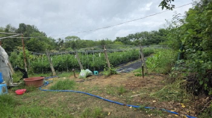 경상북도 김천시 개령면 황계리 592 외 1 필지
