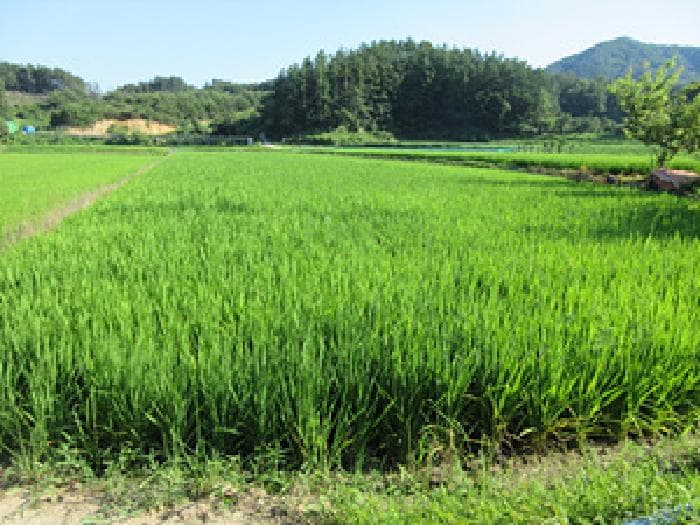 경상북도 상주시 내서면 평지리 328 외 2 필지