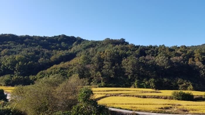 경상북도 의성군 구천면 장국리 산66-1 외 1 필지