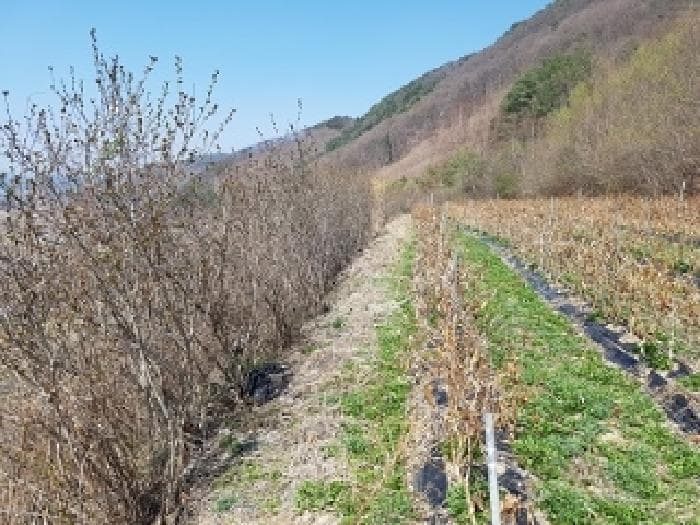 경상북도 청송군 현동면 월매리 254