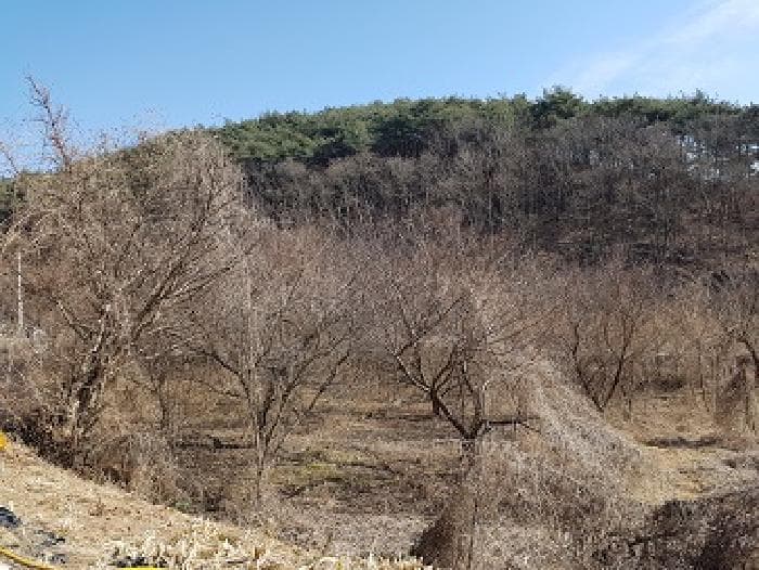 경상북도 의성군 옥산면 실업리 519-1
