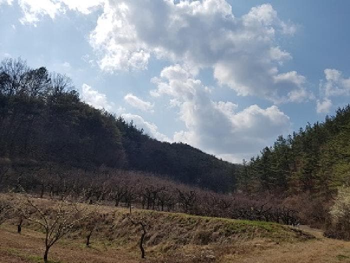 대구광역시 군위군 우보면 문덕리 731