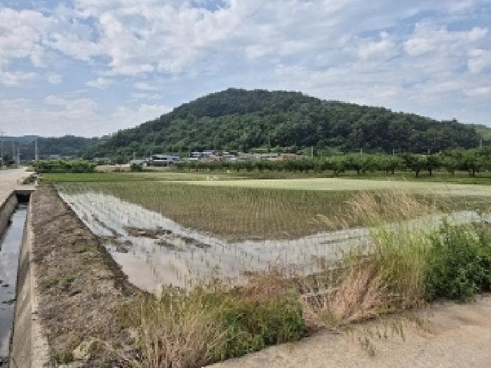 경상북도 의성군 봉양면 장대리 172-4