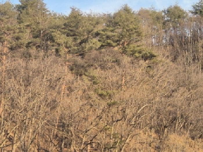 경상북도 영양군 청기면 저리 산77