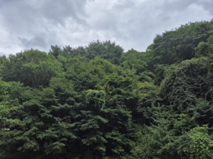 경상북도 영덕군 축산면 조항리 산81 외 2 필지