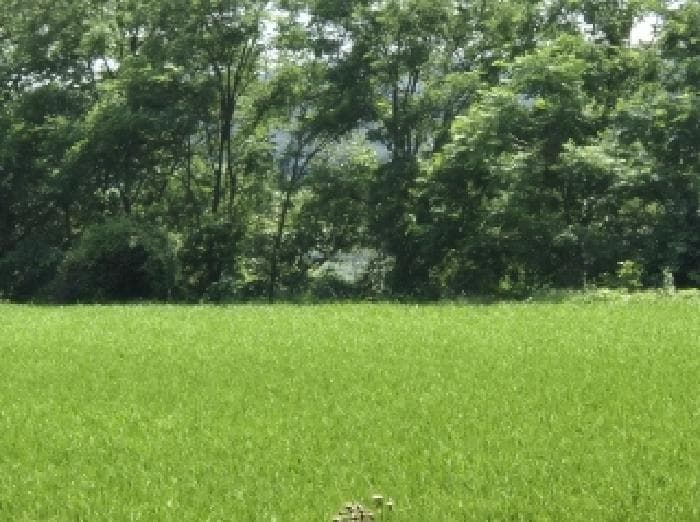 경상북도 포항시 북구 청하면 덕성리 407-1 외 2 필지