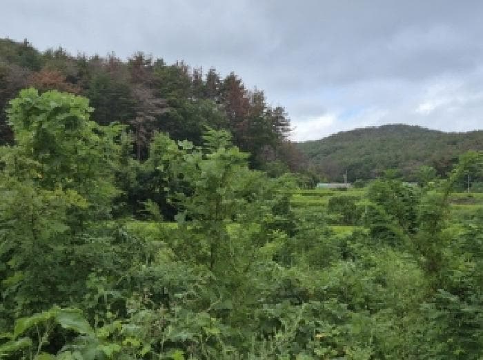 경상북도 포항시 북구 청하면 고현리 762-1