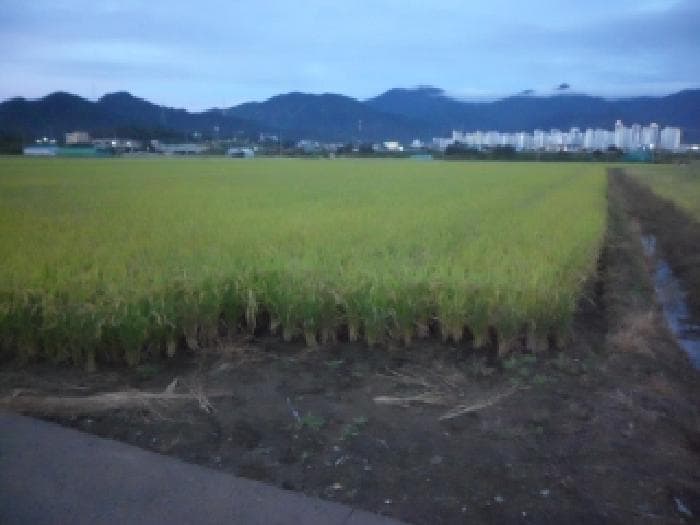 대구광역시 달성군 현풍읍 원교리 1589