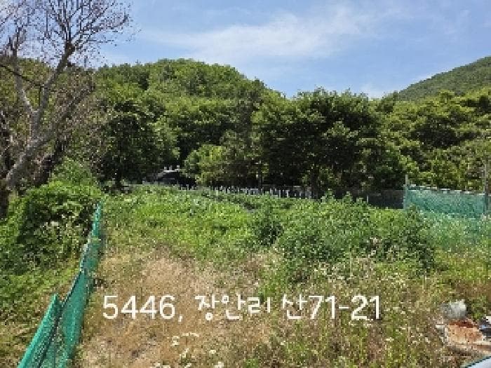 부산광역시 기장군 장안읍 장안리 산71-21 외 2 필지
