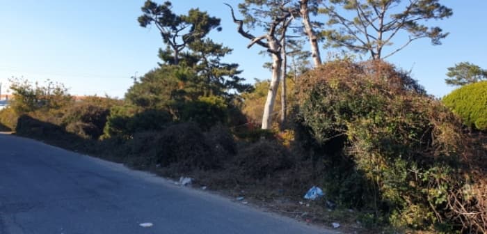 부산광역시 강서구 대저1동 305-4 외 5 필지