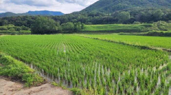울산광역시 울주군 상북면 거리 241