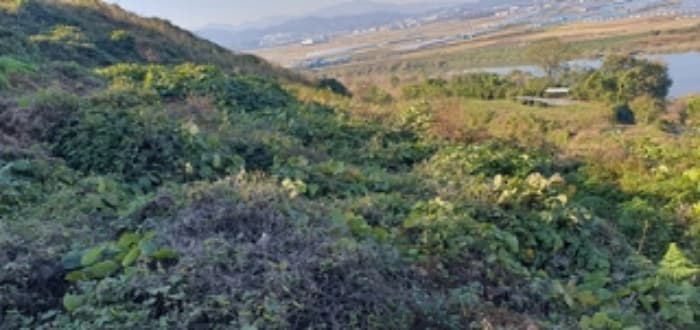 경상남도 김해시 한림면 금곡리 산35-4 외 1 필지