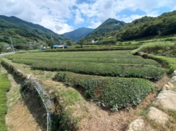 경상남도 하동군 화개면 정금리 1296-3