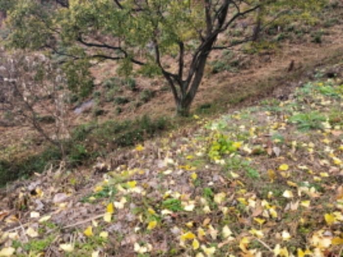경상남도 하동군 악양면 신흥리 3 주1호 금봉사대웅전 외 23 필지 외 8개 동