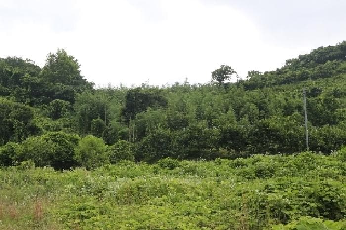 경상남도 밀양시 삼랑진읍 검세리 253