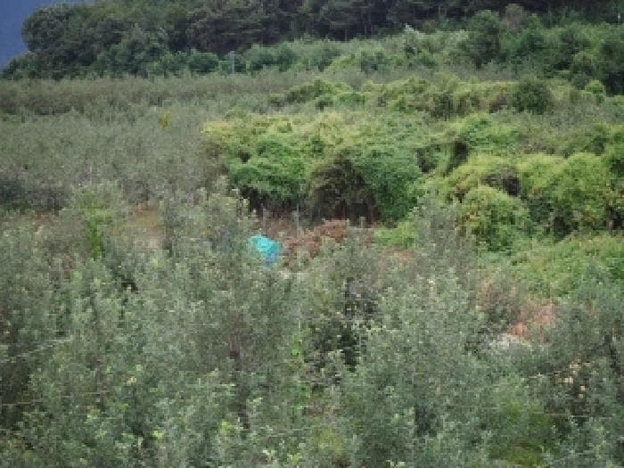 경상남도 밀양시 산내면 봉의리 1114 외 3 필지