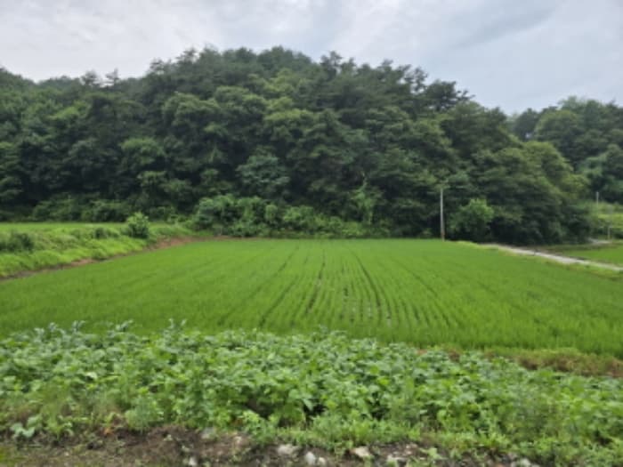 경상남도 함양군 안의면 초동리 699 외 9 필지