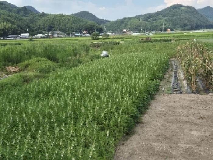 전라남도 화순군 동복면 연월리 792-1