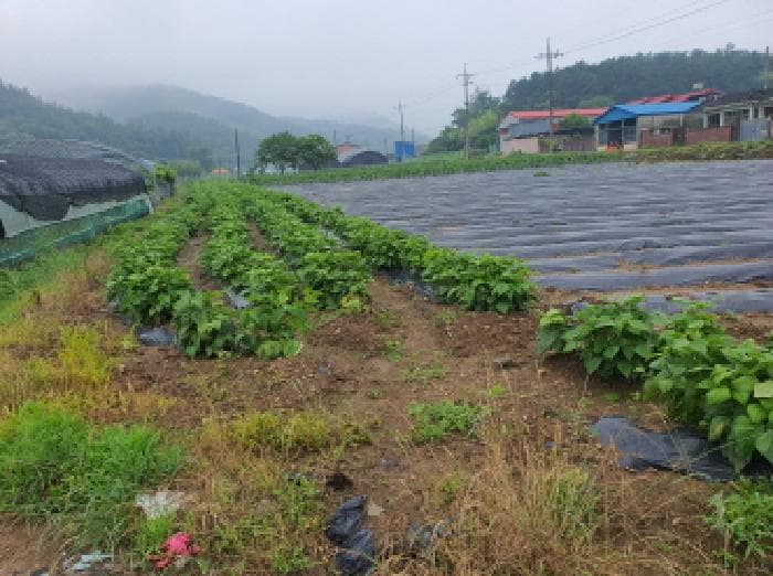 전라남도 장흥군 장동면 북교리 447-1 외 1 필지
