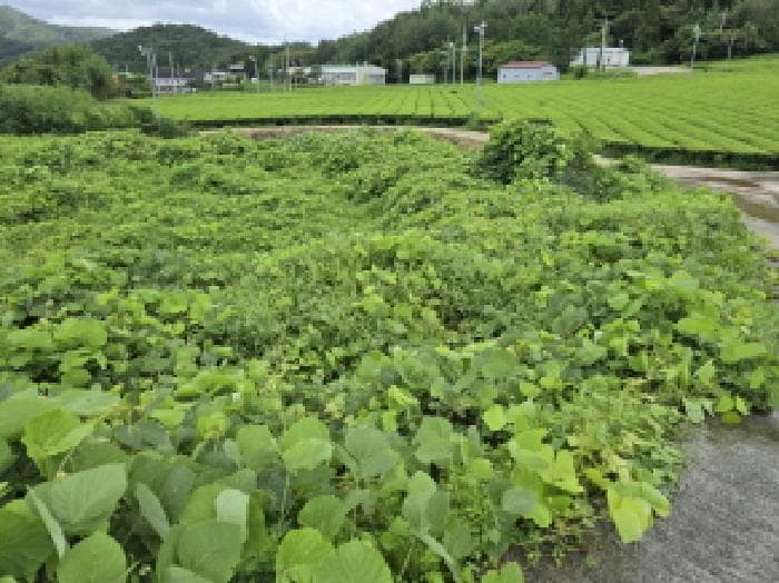 전라남도 강진군 성전면 월남리 747 외 29 필지