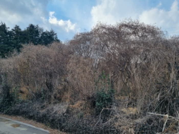 전라남도 고흥군 동강면 장덕리 533