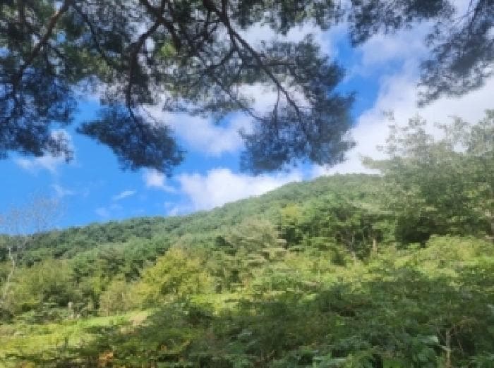 전라남도 구례군 토지면 내동리 293 외 1 필지