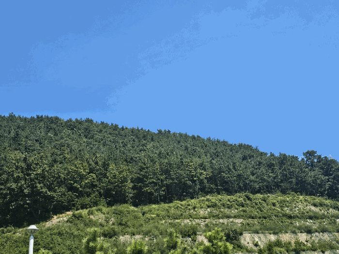 전라남도 여수시 화정면 조발리 산32