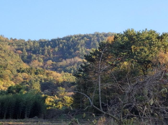 전라남도 고흥군 포두면 봉림리 산226-1