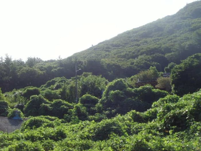 전라남도 완도군 군외면 청해진북로 370-79