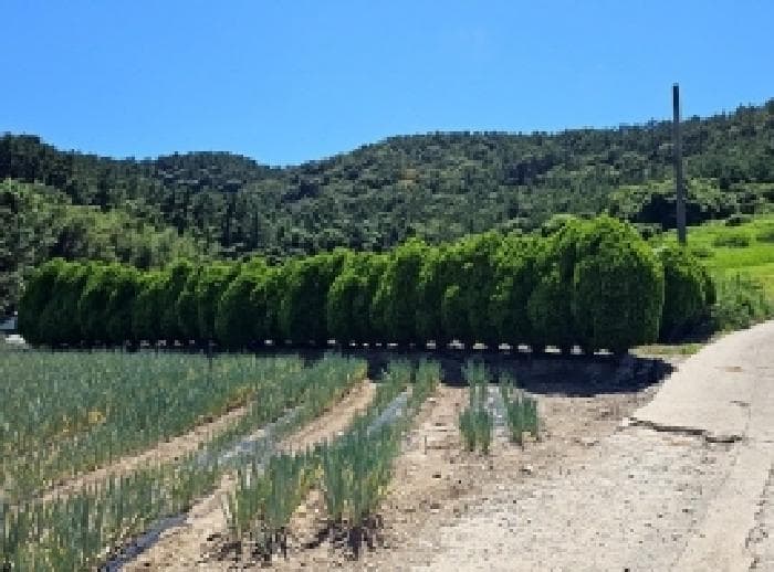 전라남도 진도군 지산면 소포리 861