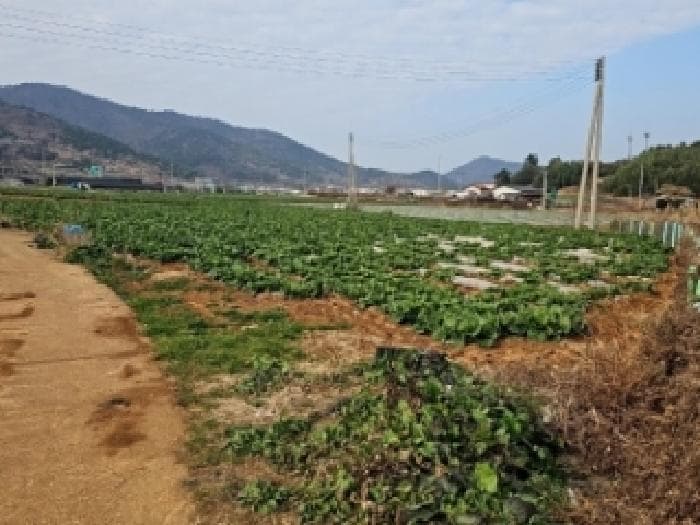 전라남도 진도군 고군면 지막리 954 외 1 필지