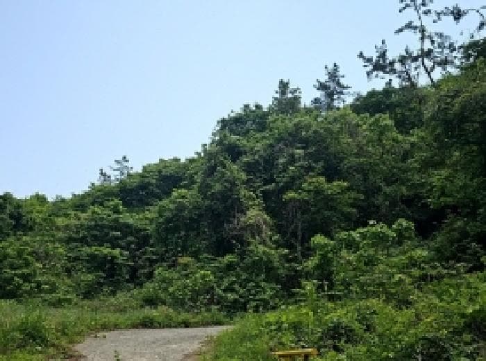 전라남도 진도군 진도읍 동외리 산74-1