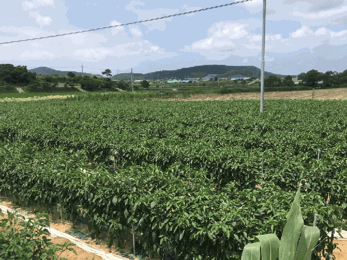 전라남도 해남군 마산면 학의리 184-1 외 2 필지
