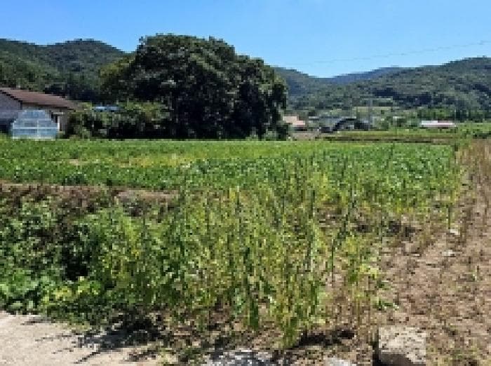 전라남도 진도군 고군면 석현리 885-5