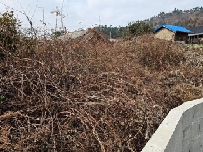 전라남도 진도군 의신면 옥대리 841