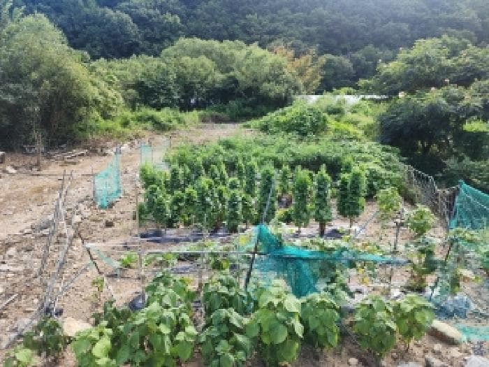 전북특별자치도 무주군 무풍면 삼거리 290-2