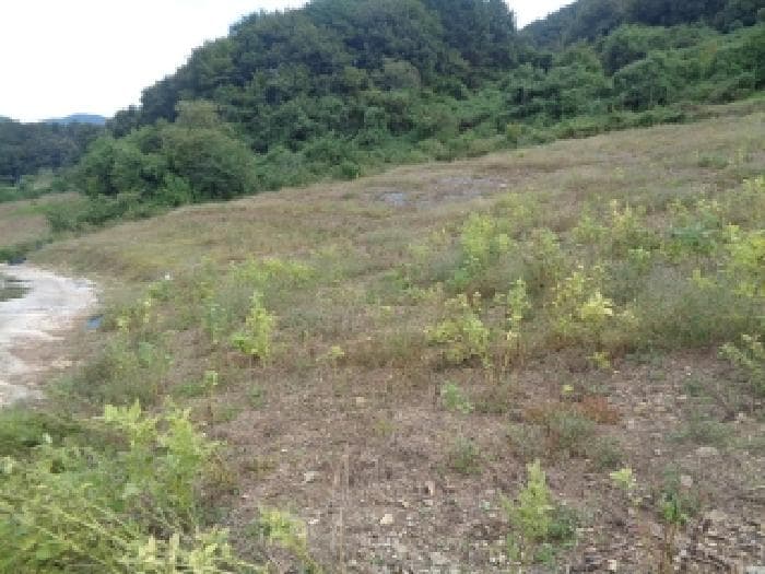 전북특별자치도 무주군 부남면 장안리 1247 외 2 필지