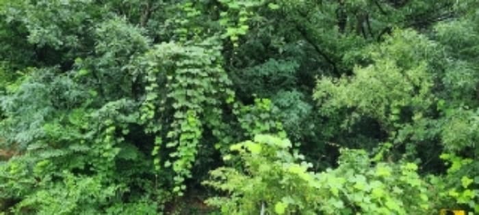 전북특별자치도 장수군 산서면 신창리 198