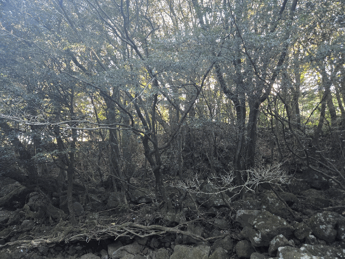 제주특별자치도 제주시 구좌읍 송당리 2715
