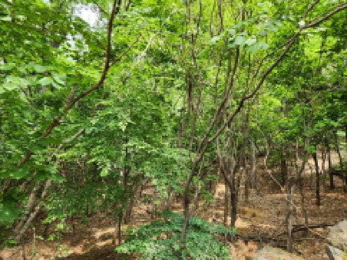 경기도 구리시 아천동 산16