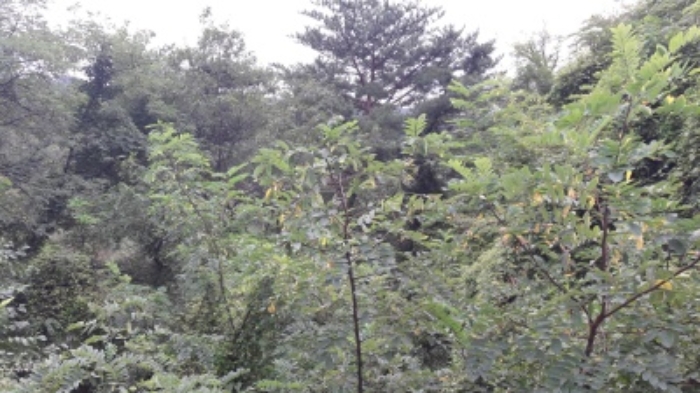 본건 목록5. 부동산(평창동 425-6)