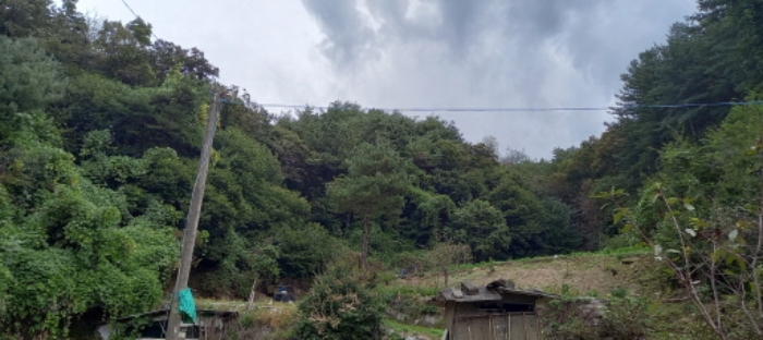 본건 임야 전경