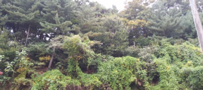 본건 임야 전경