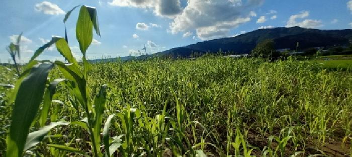 본건 토지 전경(밭작물을 경작하고 있음)