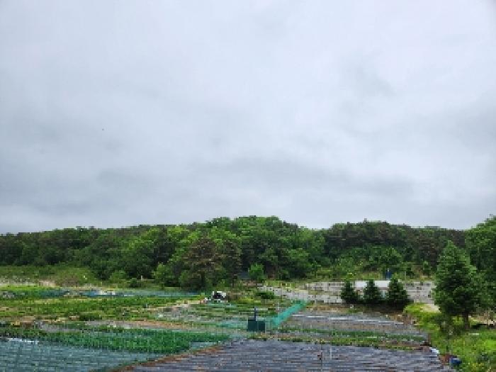 본건 임야 전경