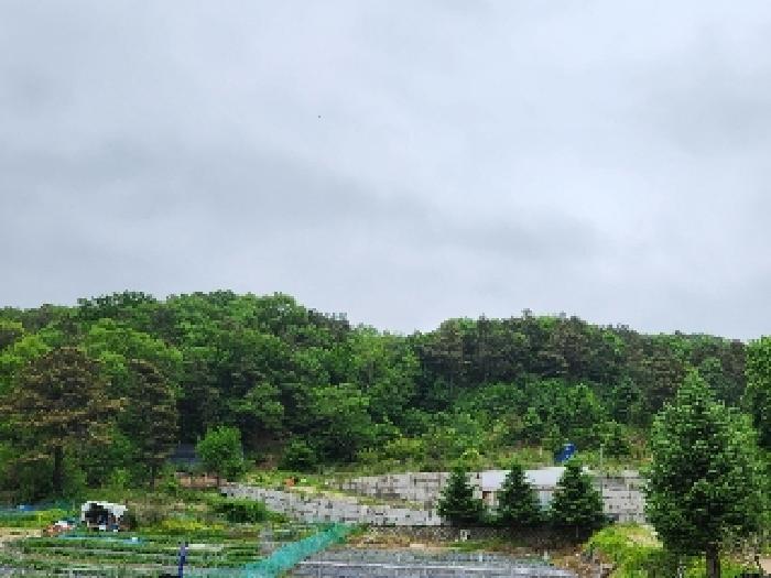 본건 임야 전경
