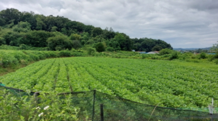 2022타경2731[5]