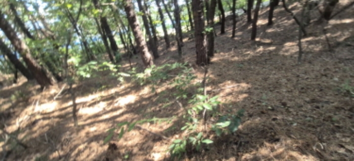토지 전경도