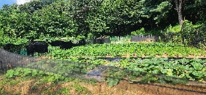 본건 전경(밭으로 이용)(5)