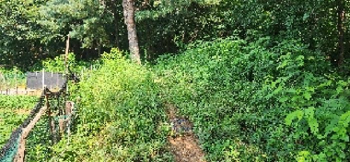 본건 전경(밭으로 이용)(6)